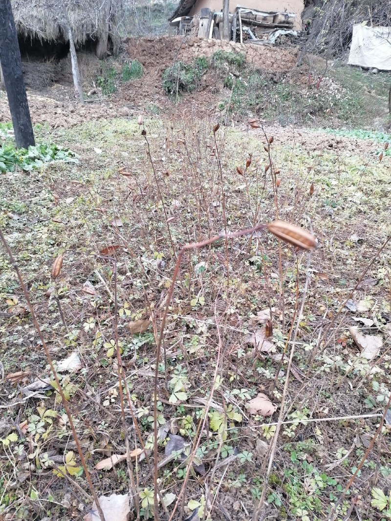 白芨种苗，果夹都有现挖