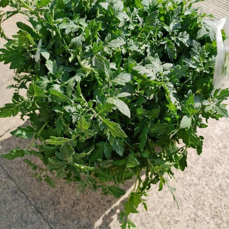 大红西红柿苗子，石头果番茄苗子，粉果番茄苗，柿子苗直根苗