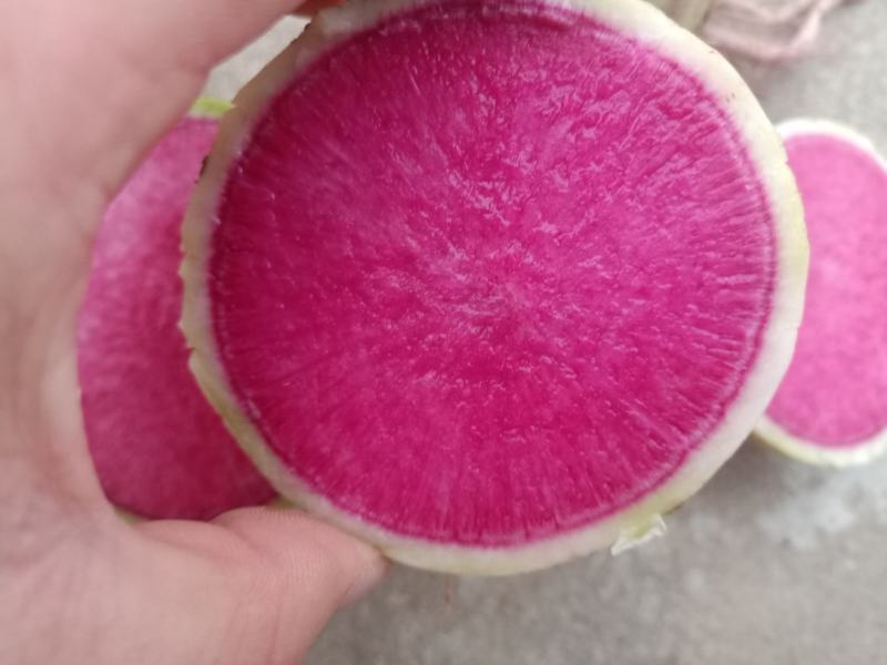 心里美，满堂红萝卜，VF油炸切片工厂专用
