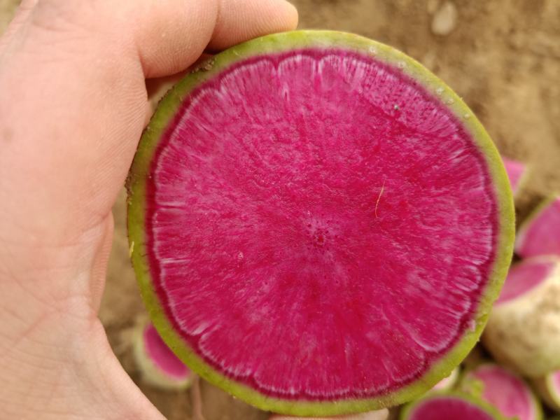 心里美，满堂红萝卜，VF油炸切片工厂专用