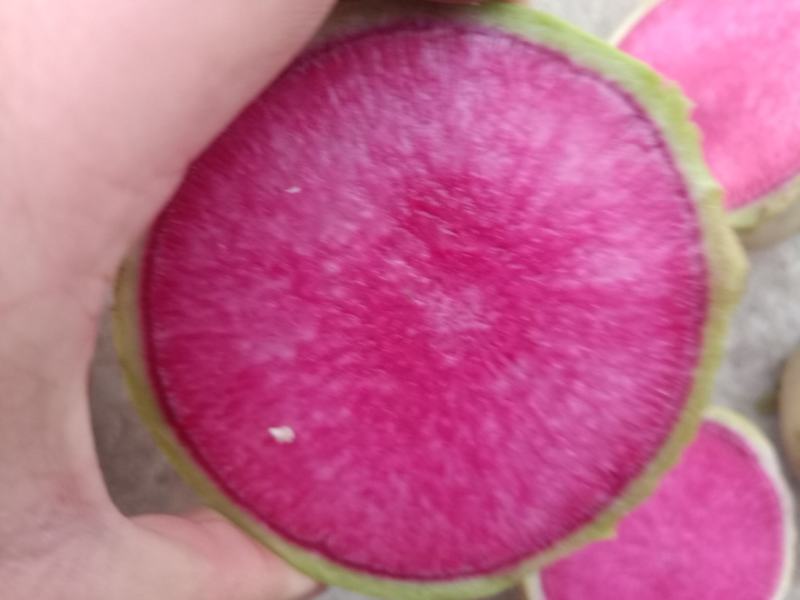心里美，满堂红萝卜，VF油炸切片工厂专用