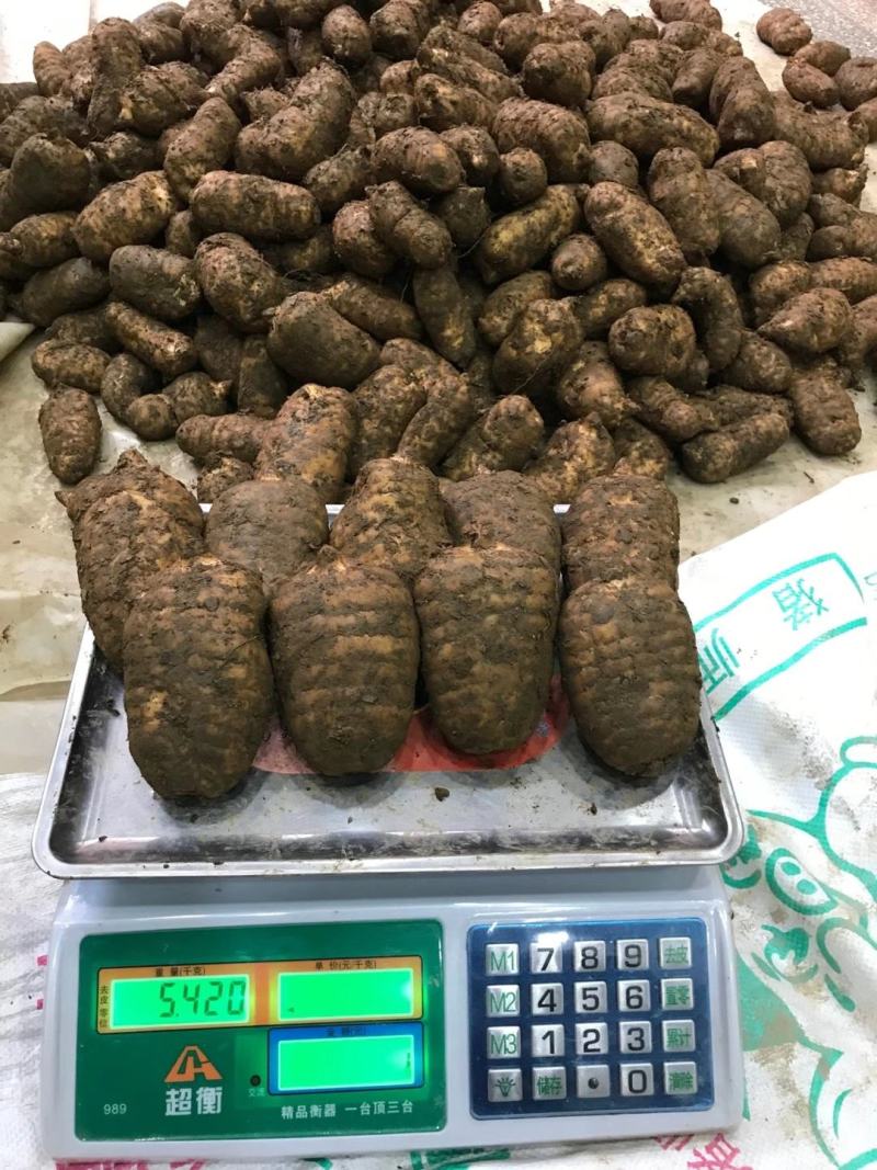昭通小草坝天麻一级鲜天麻，礼盒包装，2个一斤五斤起包邮