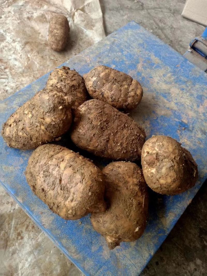 昭通小草坝天麻一级鲜天麻，礼盒包装，2个一斤五斤起包邮
