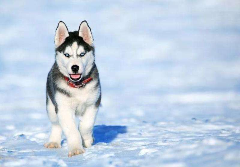 哈士奇幼犬活体二哈蓝眼三把火雪橇犬宠物狗哈士奇