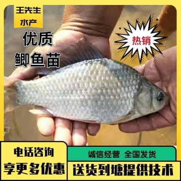 中科五号,三号,麻鲫,湘鲫鱼苗送货到塘成活率高