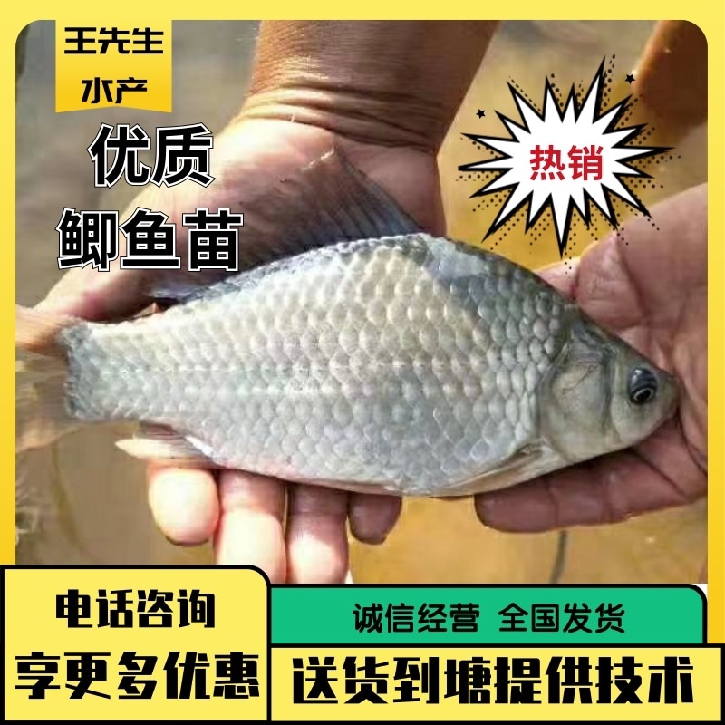 中科五号，三号，麻鲫，湘鲫鱼苗送货到塘成活率高