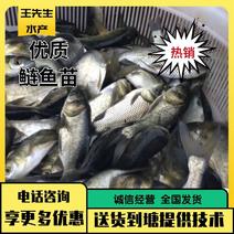 【热销】花鲢鱼鱼苗，鱼销售