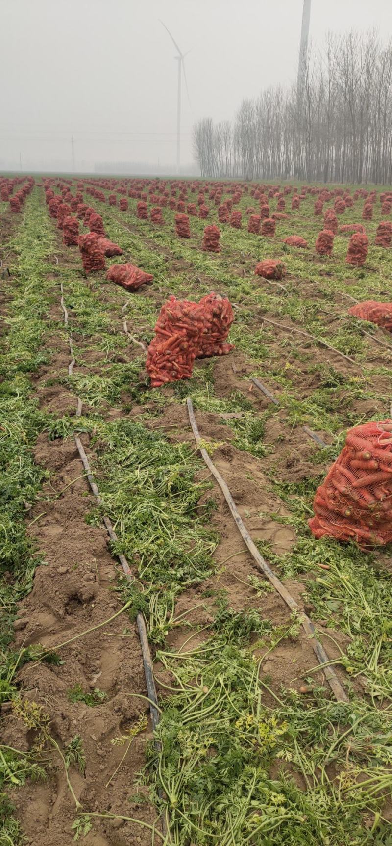 次品胡萝卜，养殖用胡萝卜，加工厂胡萝卜，脱水，酱菜厂