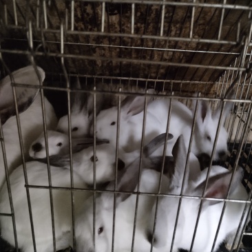 产地直销。种兔，商品兔幼兔