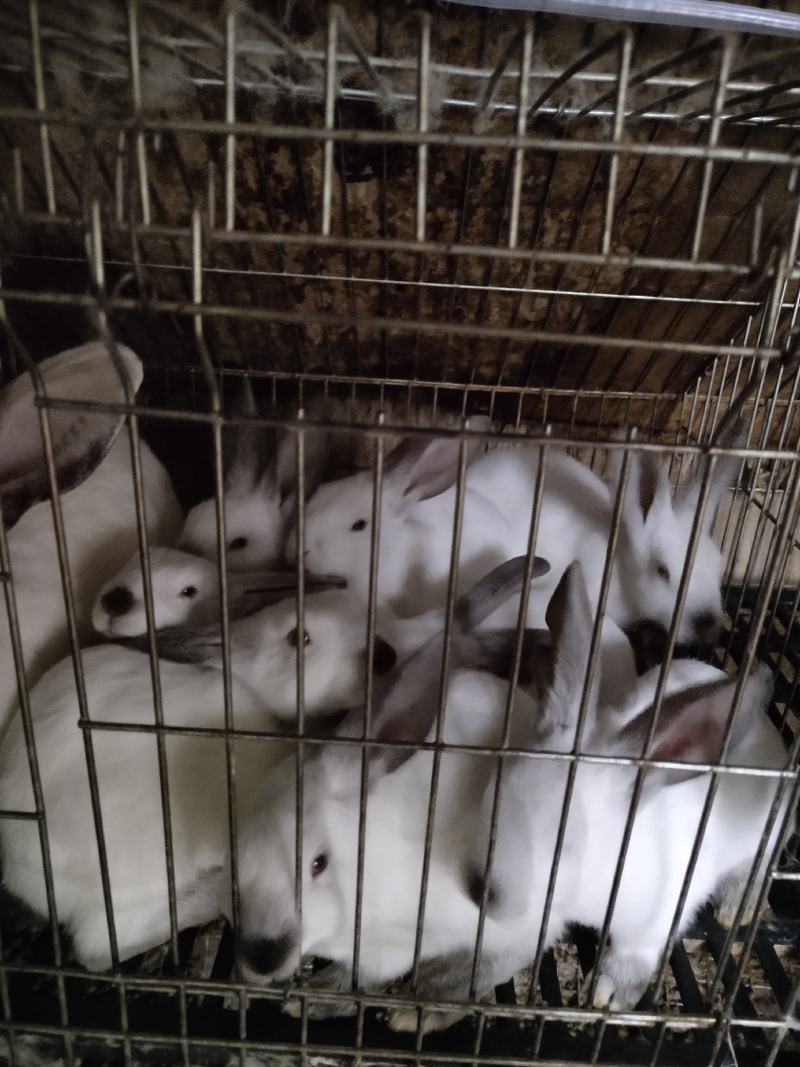 产地直销。种兔，商品兔幼兔