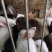 产地直销。种兔，商品兔幼兔
