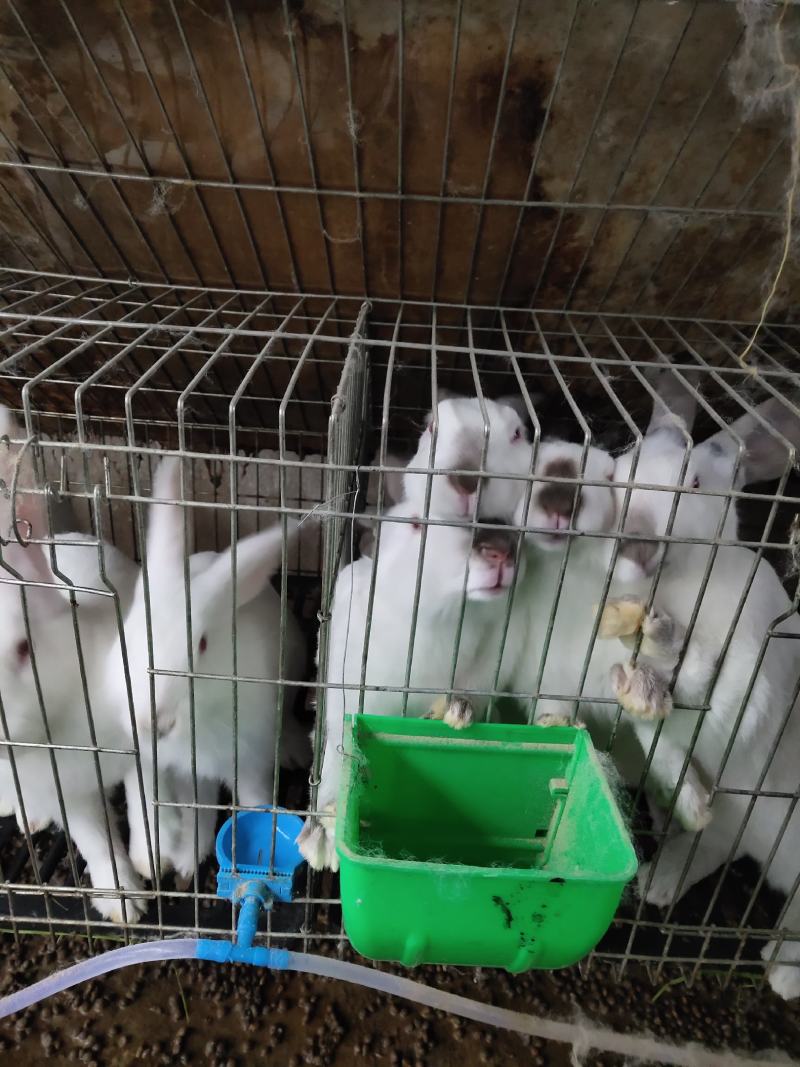 产地直销。种兔，商品兔幼兔