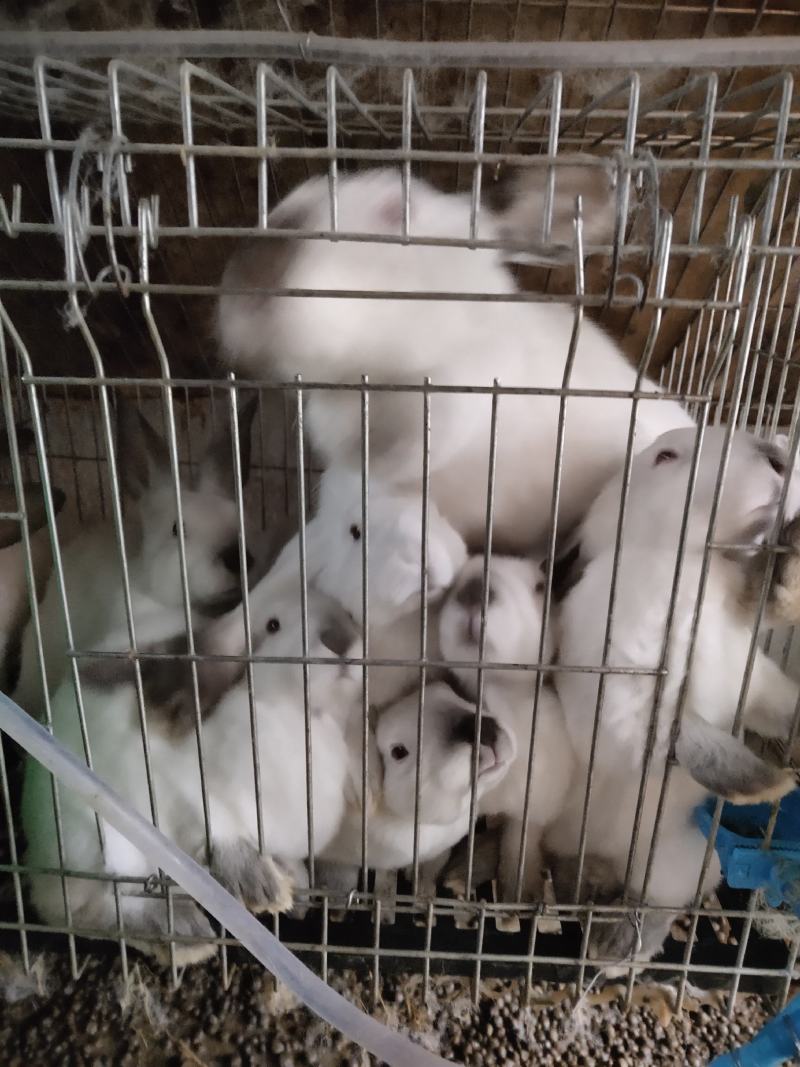 产地直销。种兔，商品兔幼兔