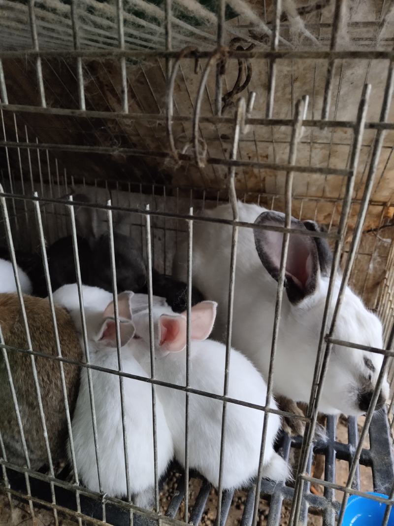 产地直销。种兔，商品兔幼兔