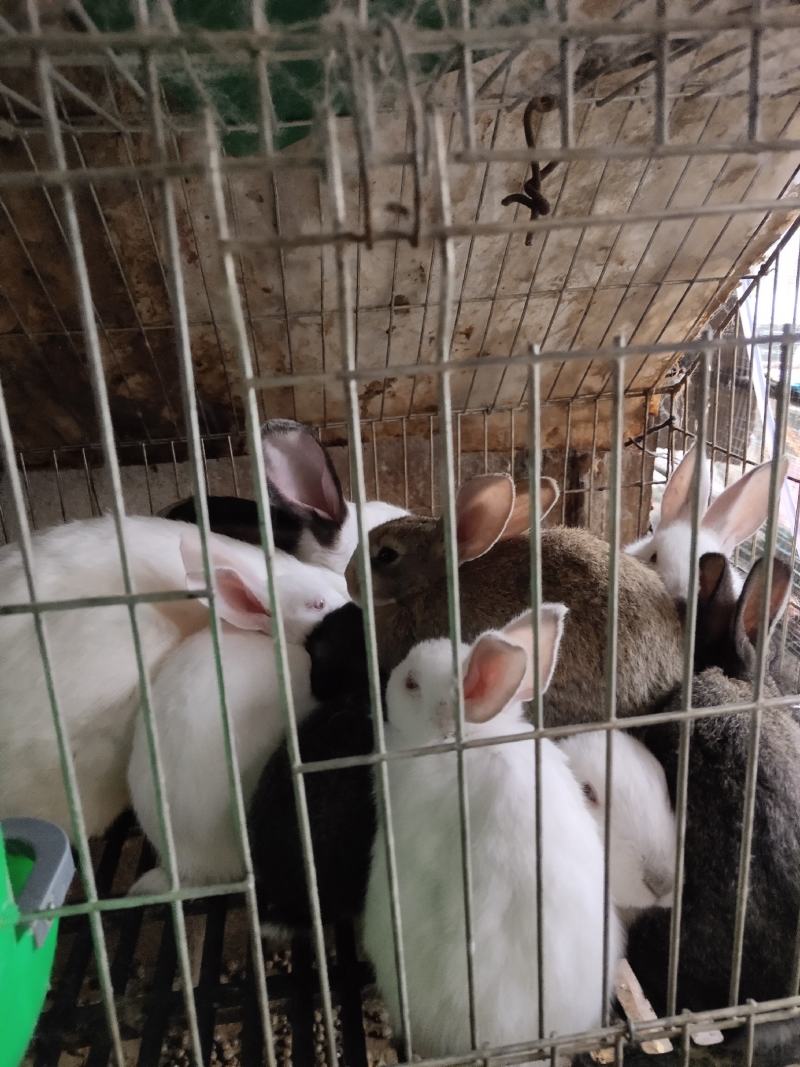产地直销。种兔，商品兔幼兔