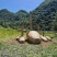 昭通小草坝天麻一级鲜天麻，礼盒包装，2个一斤五斤起包邮