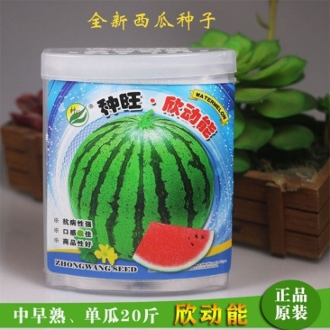 【欣动能】高产西瓜种子中早熟大果抗病瓤红甜口感好高糖皮薄