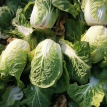 新野优质黄心白菜毛菜净菜散装袋装无虫眼,无烧心。产地直