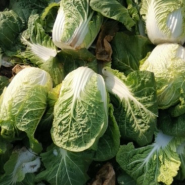 新野优质黄心白菜毛菜净菜散装袋装无虫眼,无烧心。产地直