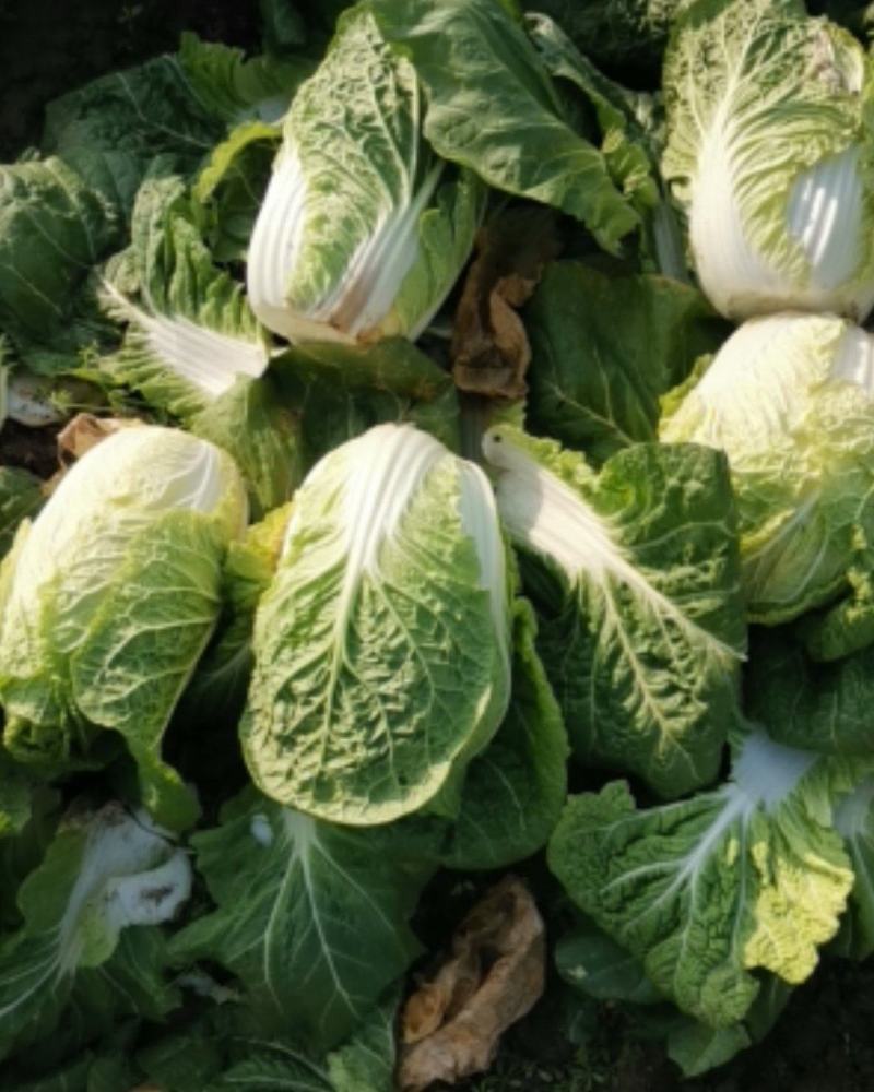 新野优质黄心白菜毛菜净菜散装袋装无虫眼,无烧心。产地直