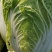 新野优质黄心白菜毛菜净菜散装袋装无虫眼,无烧心。产地直