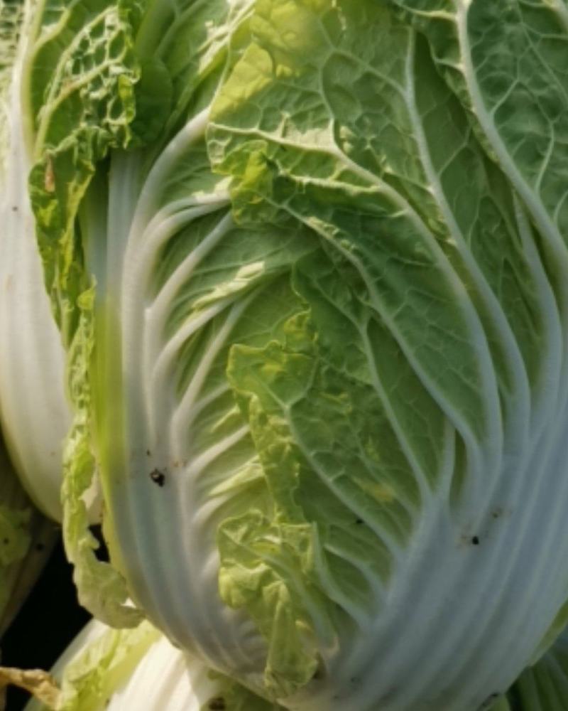 新野优质黄心白菜毛菜净菜散装袋装无虫眼,无烧心。产地直