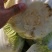 新野优质黄心白菜毛菜净菜散装袋装无虫眼,无烧心。产地直