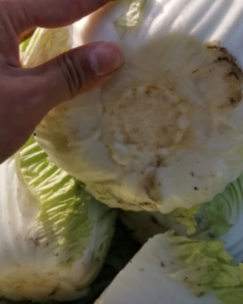 新野优质黄心白菜毛菜净菜散装袋装无虫眼,无烧心。产地直