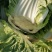 新野优质黄心白菜毛菜净菜散装袋装无虫眼,无烧心。产地直