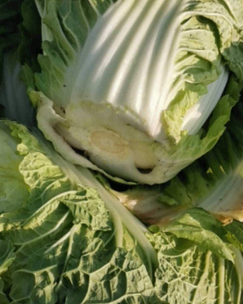 新野优质黄心白菜毛菜净菜散装袋装无虫眼,无烧心。产地直