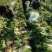 新野优质黄心白菜毛菜净菜散装袋装无虫眼,无烧心。产地直