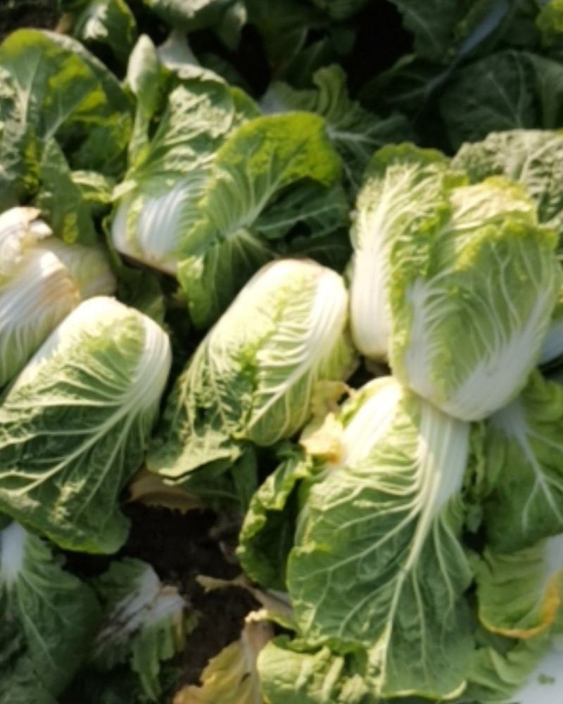 新野优质黄心白菜毛菜净菜散装袋装无虫眼,无烧心。产地直