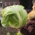 河南秦白大白菜。产地直发货源充足！欢迎来电订购！