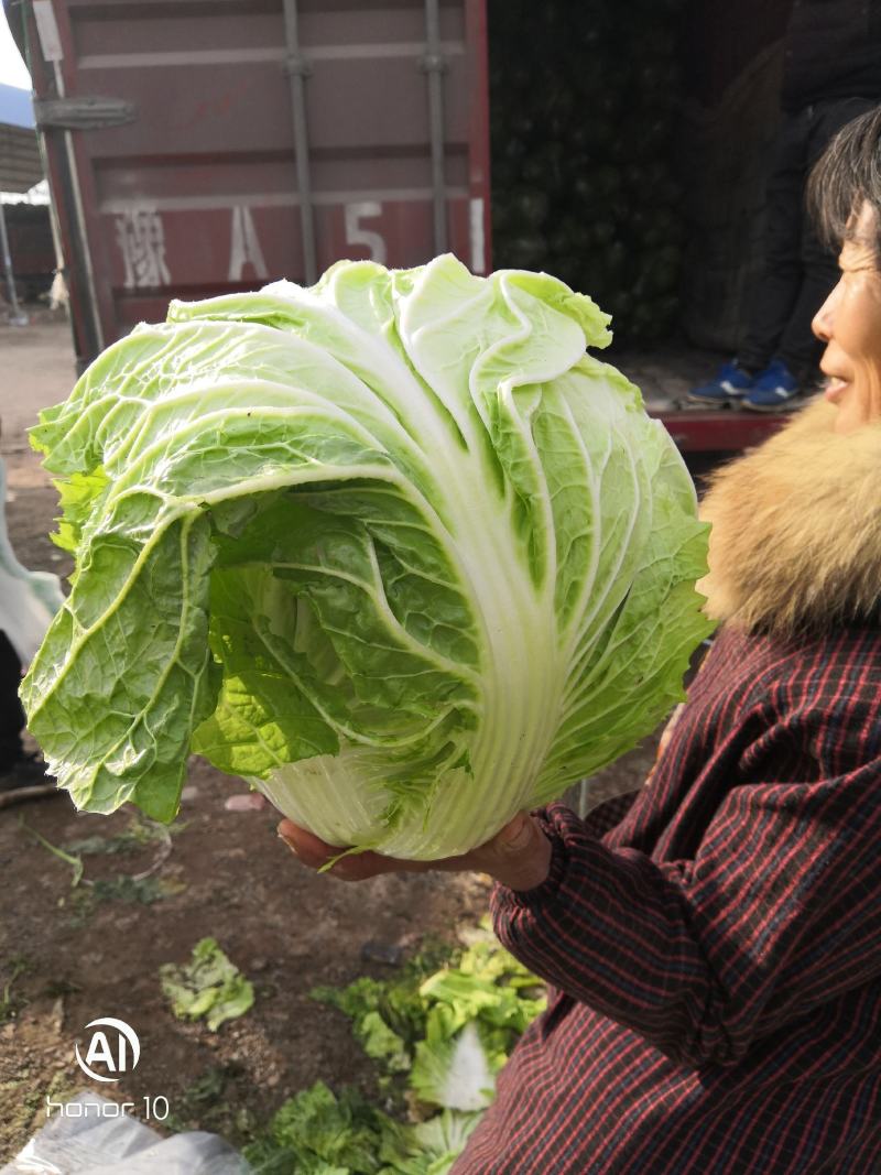 河南秦白大白菜。产地直发货源充足！欢迎来电订购！