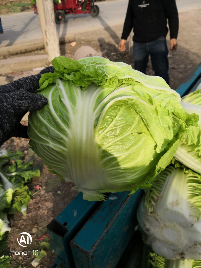 河南秦白大白菜。产地直发货源充足！欢迎来电订购！
