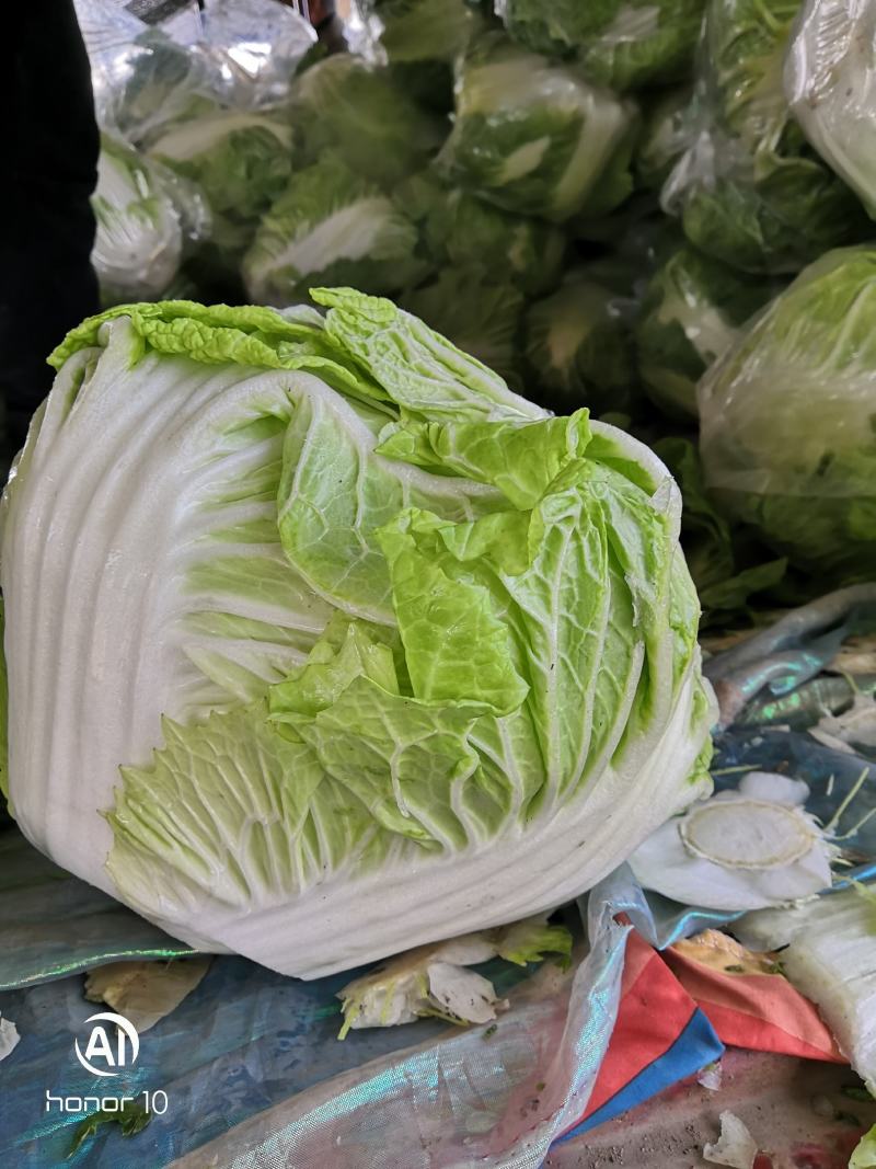 河南秦白大白菜。产地直发货源充足！欢迎来电订购！