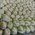 河南秦白大白菜。产地直发货源充足！欢迎来电订购！
