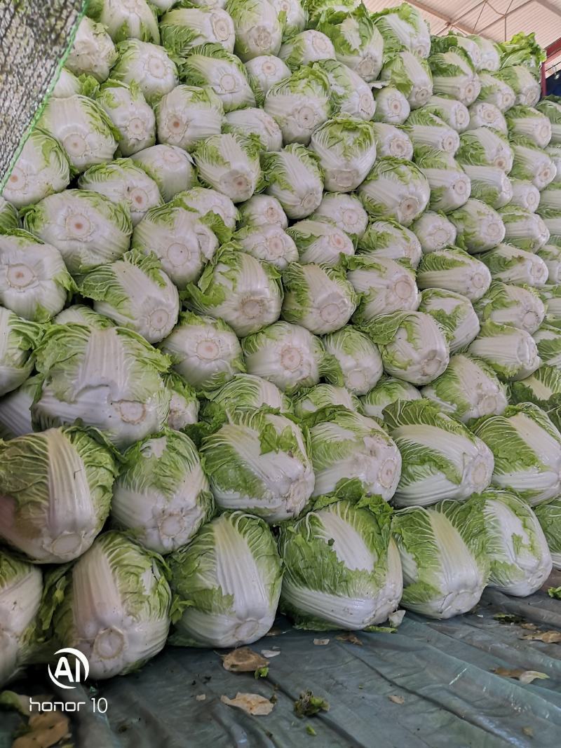 河南秦白大白菜。产地直发货源充足！欢迎来电订购！