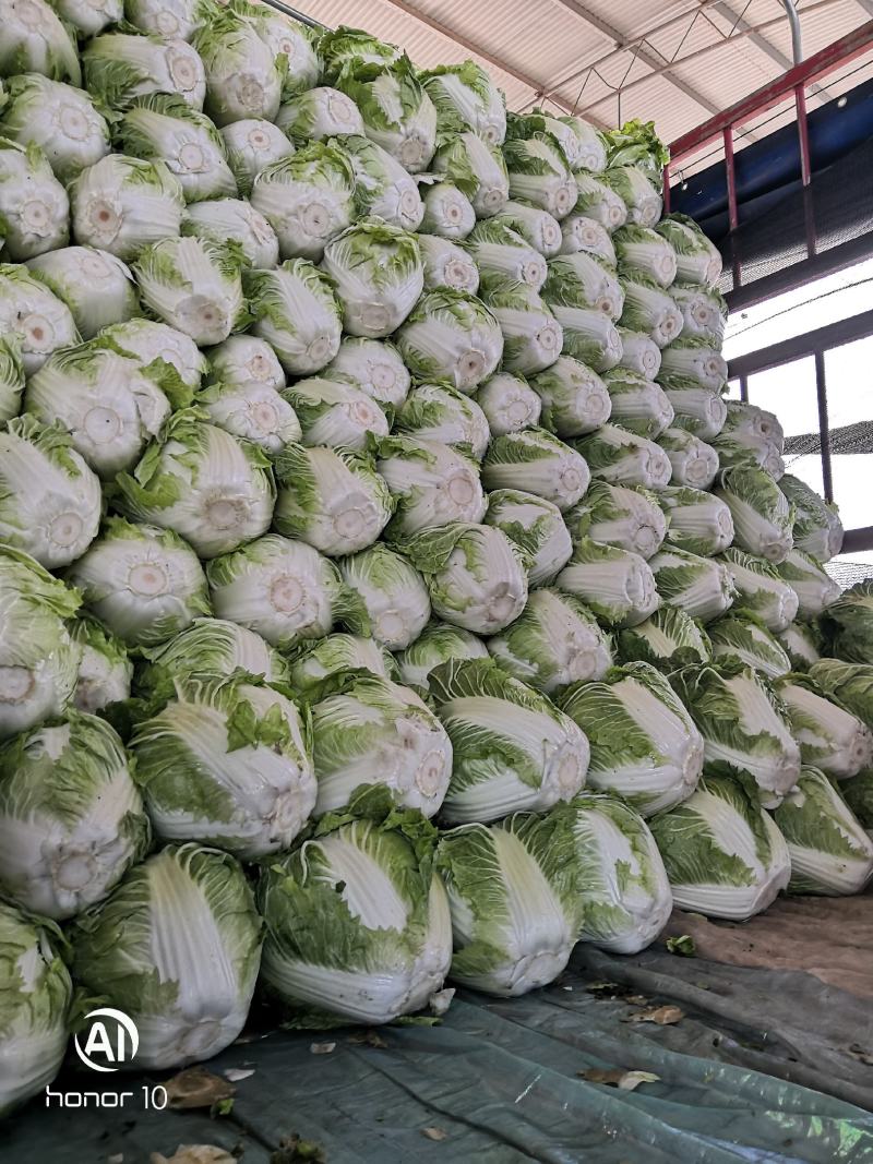 河南秦白大白菜。产地直发货源充足！欢迎来电订购！