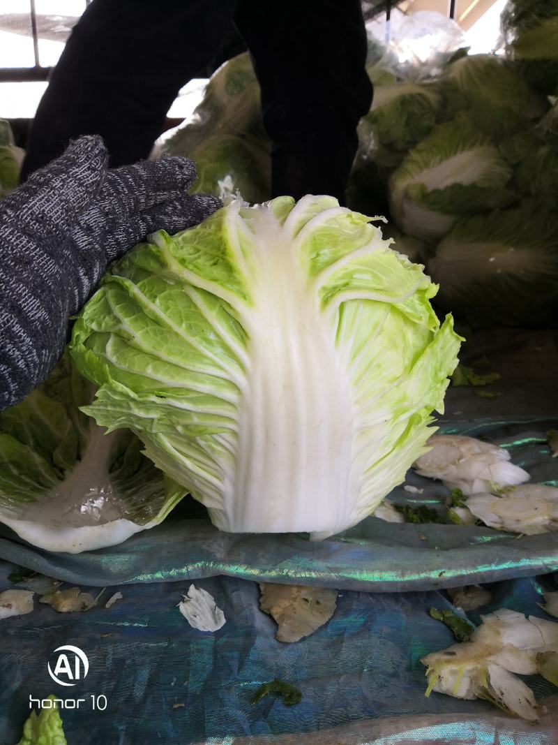 河南秦白大白菜。产地直发货源充足！欢迎来电订购！
