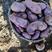 云南大理剑川两干七百米海拨，以农家肥为主种出的七彩土豆