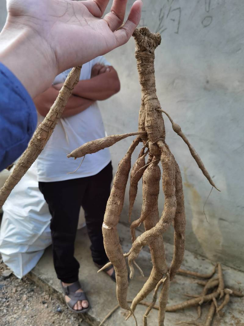 [推荐]小叶牛大力鲜薯，大量供应牛大力干片中大叶牛