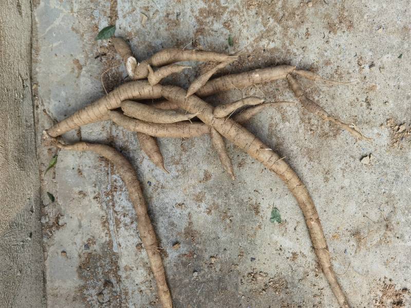 [推荐]小叶牛大力鲜薯，大量供应牛大力干片中大叶牛