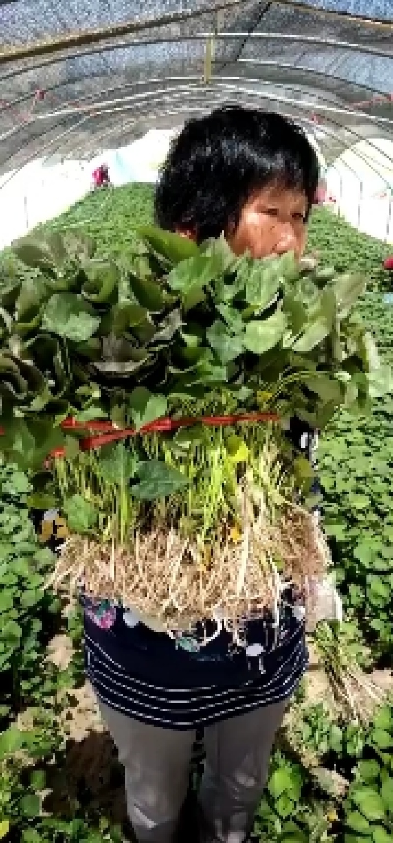西瓜红，蜜薯苗，脱毒红薯苗，2000起一件代发…