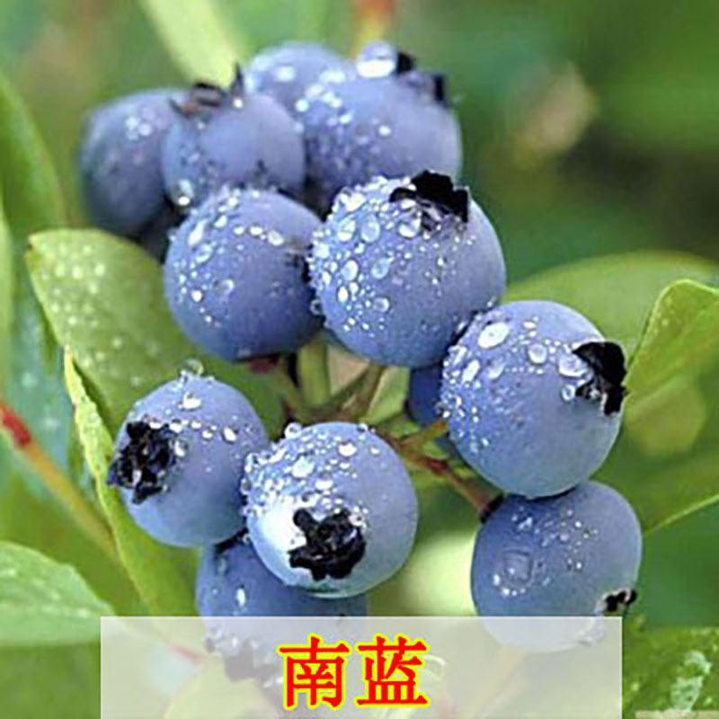 蓝莓树果苗盆栽地栽四季水果树当年结果南方北方种植特大蓝莓