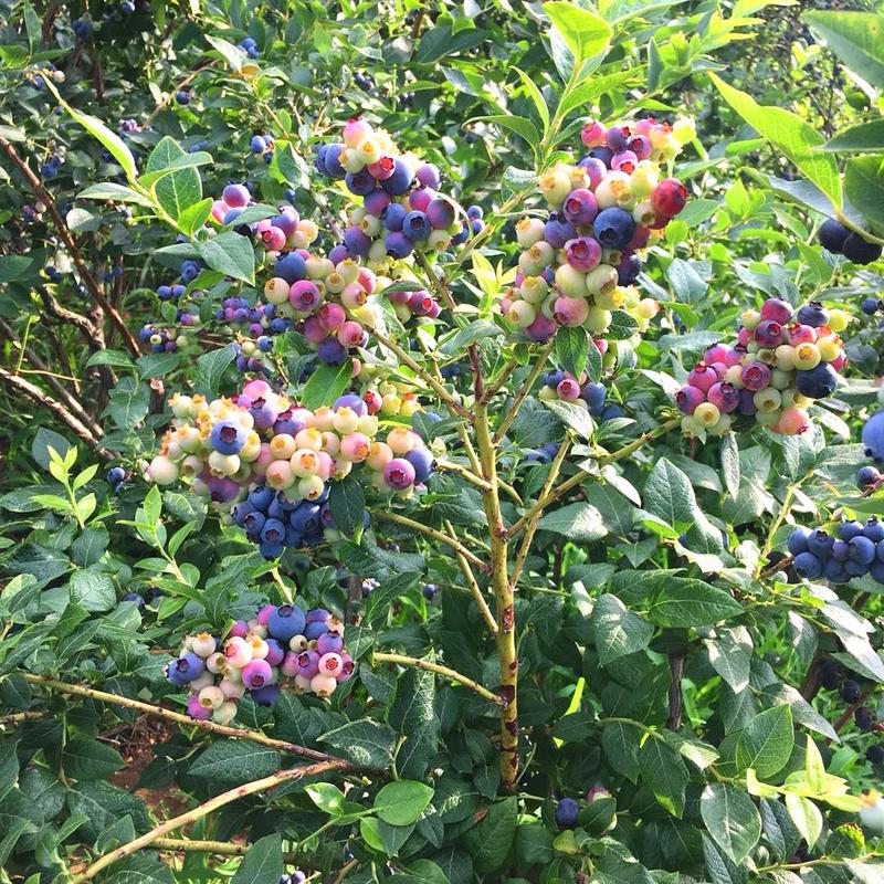 蓝莓树果苗盆栽地栽四季水果树当年结果南方北方种植特大蓝莓