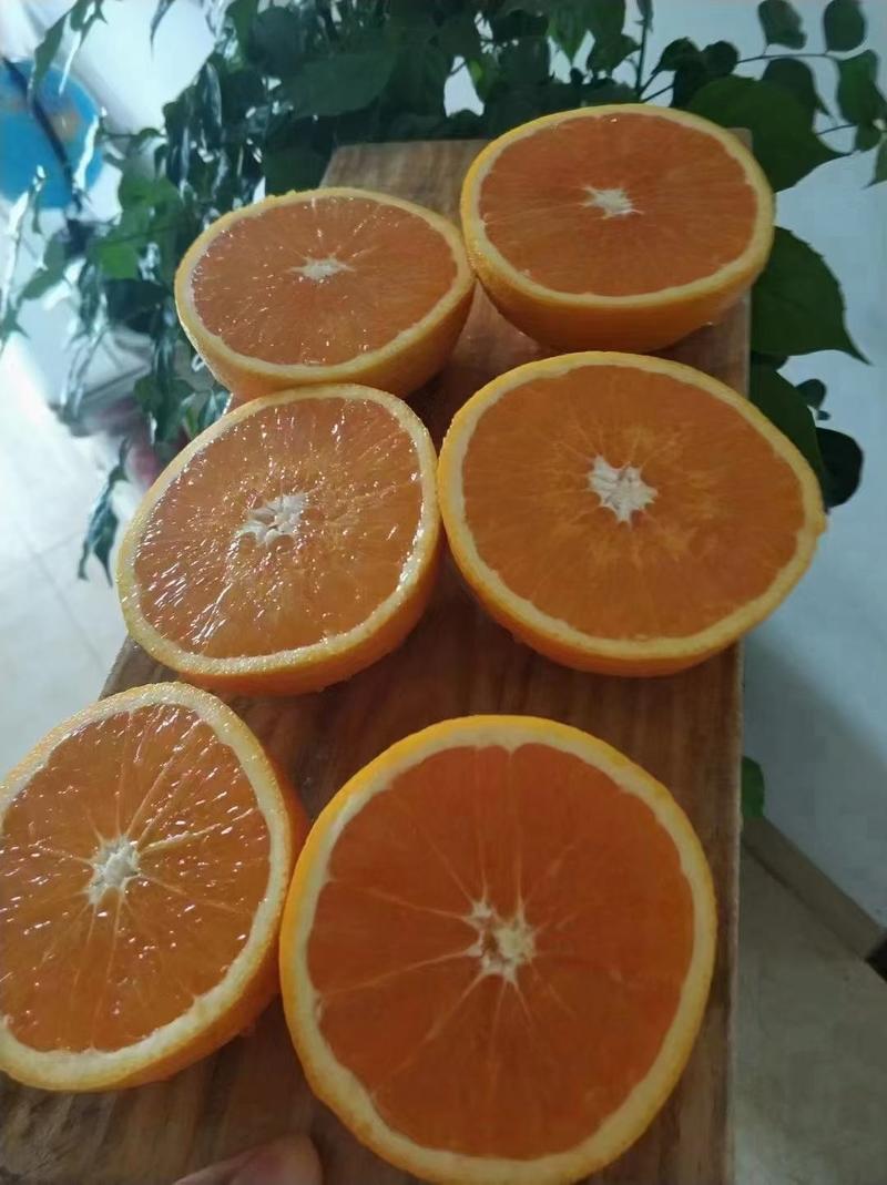 橙子雷波脐橙看货采摘保质保量欢迎订购致电优惠
