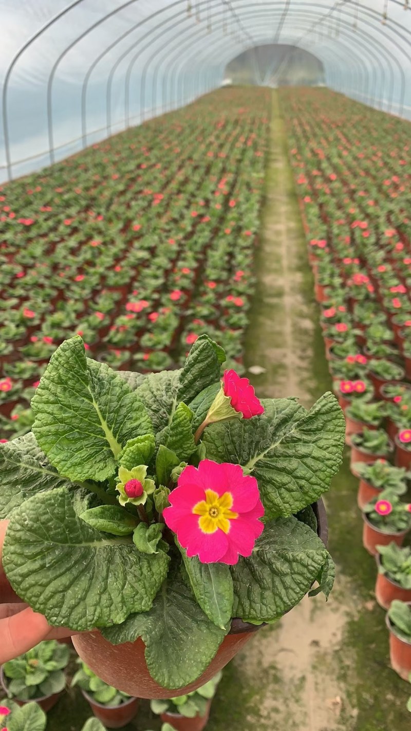 报春花，双色杯报春花，报春花工程用，报春花基地直销