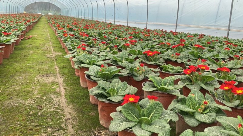 报春花，双色杯报春花，报春花工程用，报春花基地直销