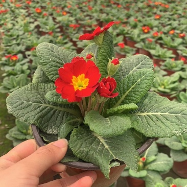 报春花，双色杯报春花，报春花工程用，报春花基地直销
